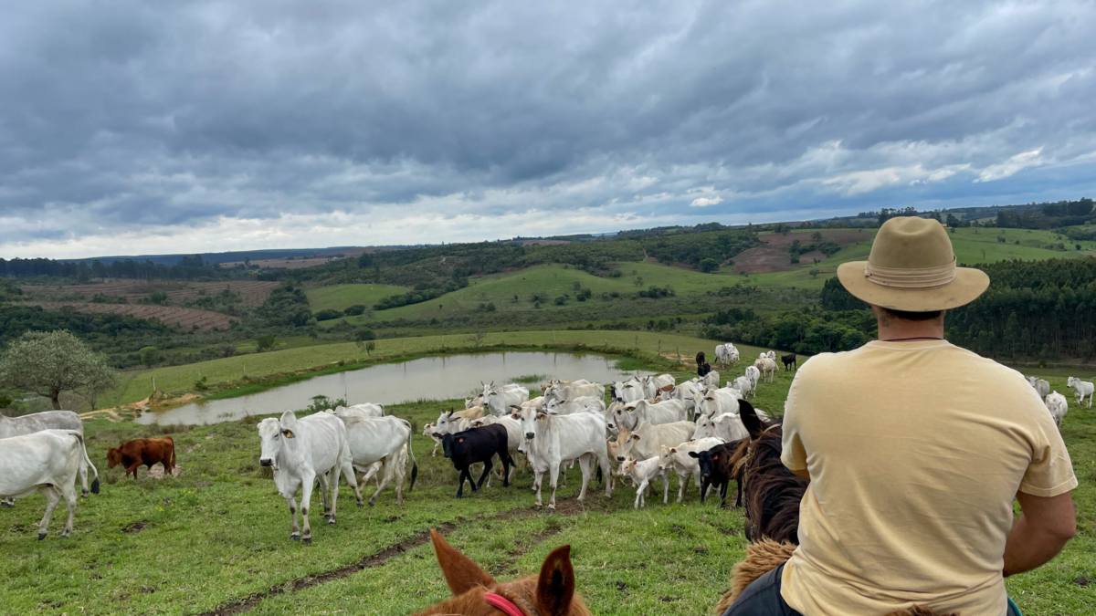 Nellore cattle on a farm in Brazil. Farmer with hat riding a horse.