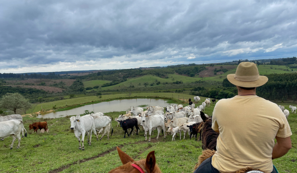 Nellore cattle on a farm in Brazil. Farmer with hat riding a horse.